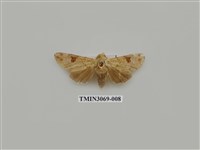 藏品(夜蛾839)的圖片
